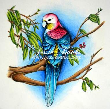 MIC Rosella in gum tree close up