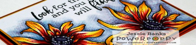 pp-black-eyed-susan-3