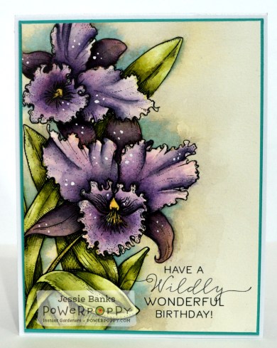 pp-wild-ruffled-orchid