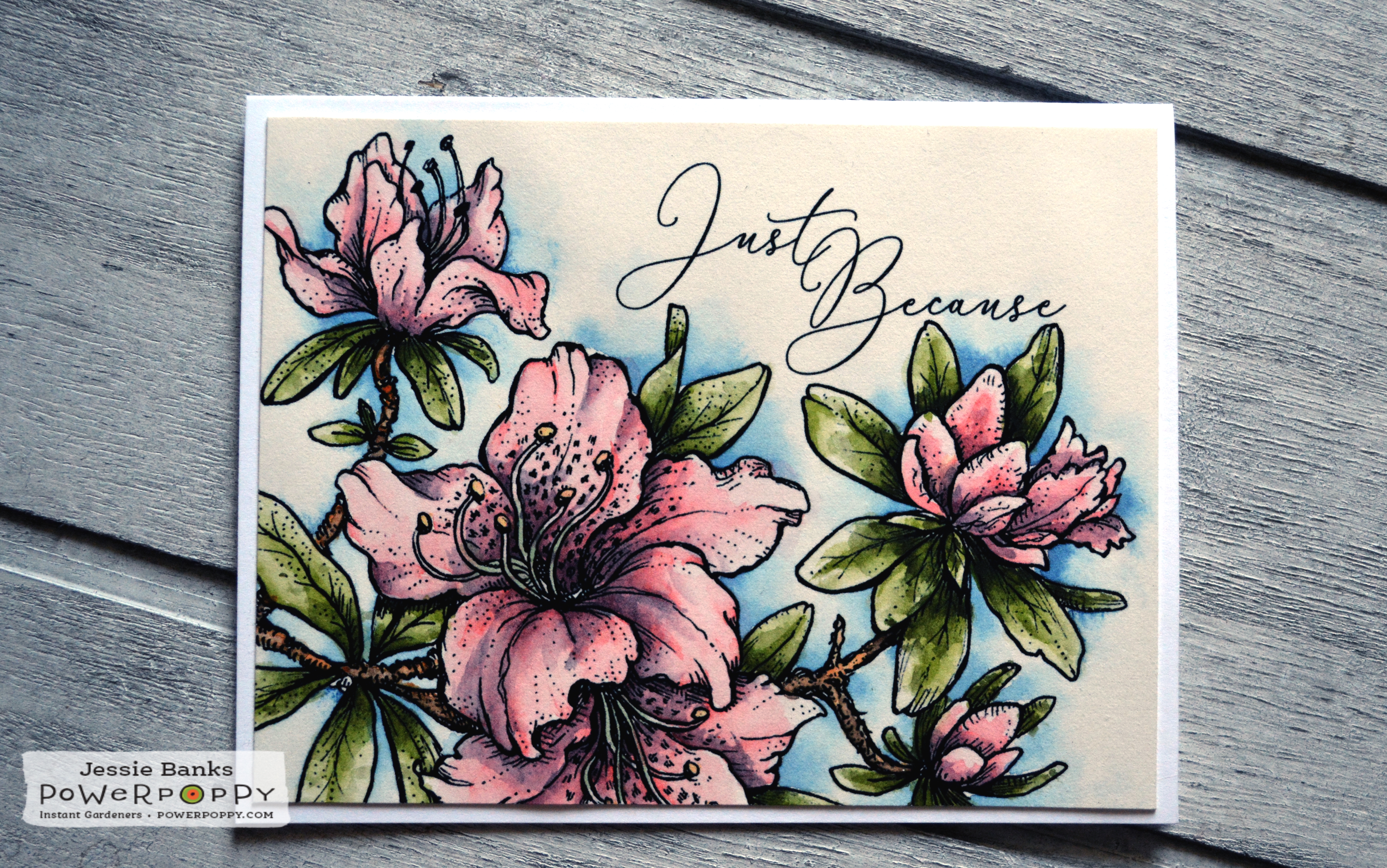 Power Poppy- Azaleas forever - Jessie Banks