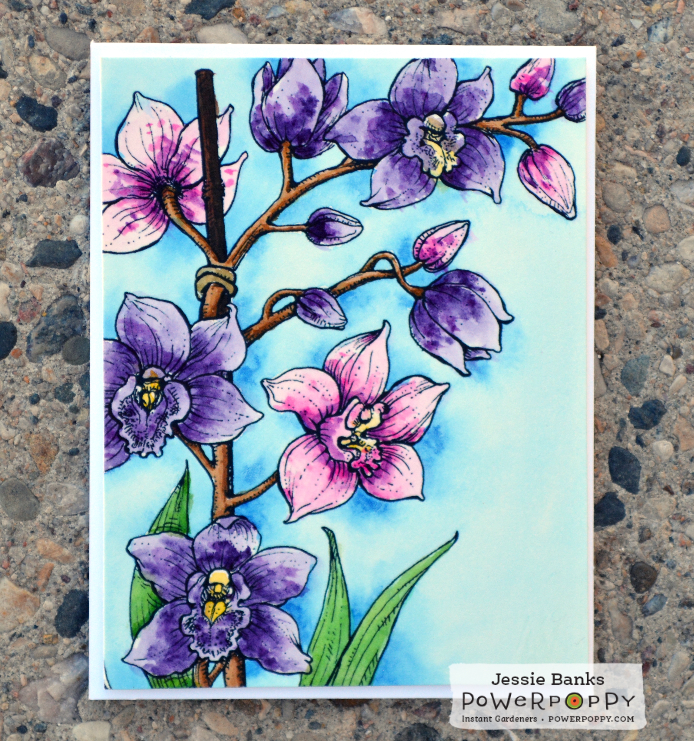 Power Poppy - Orchid Cascade - Jessie Banks